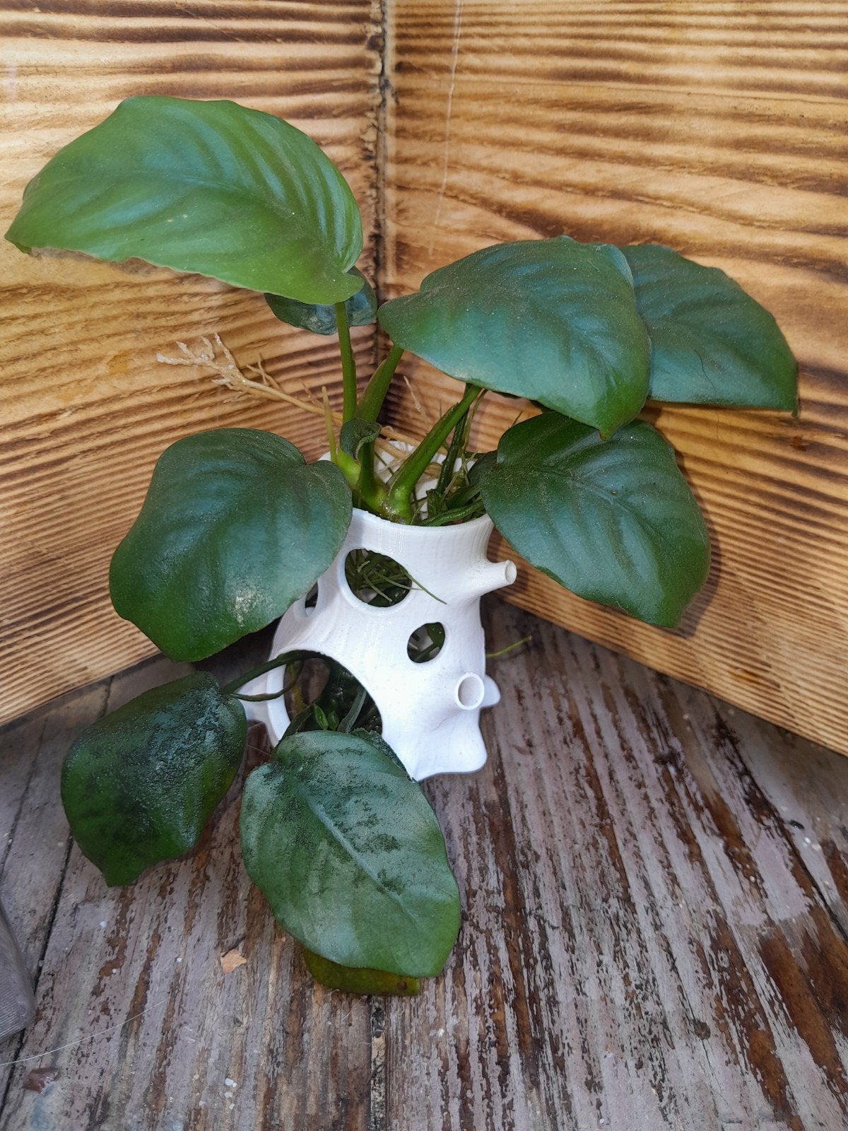 aquarium ornament met anubia, Dieren en Toebehoren, Ophalen
