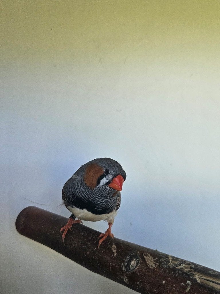 Camelia zoekt een huisje! (Zebravink), Mannelijk, Tropenvogel