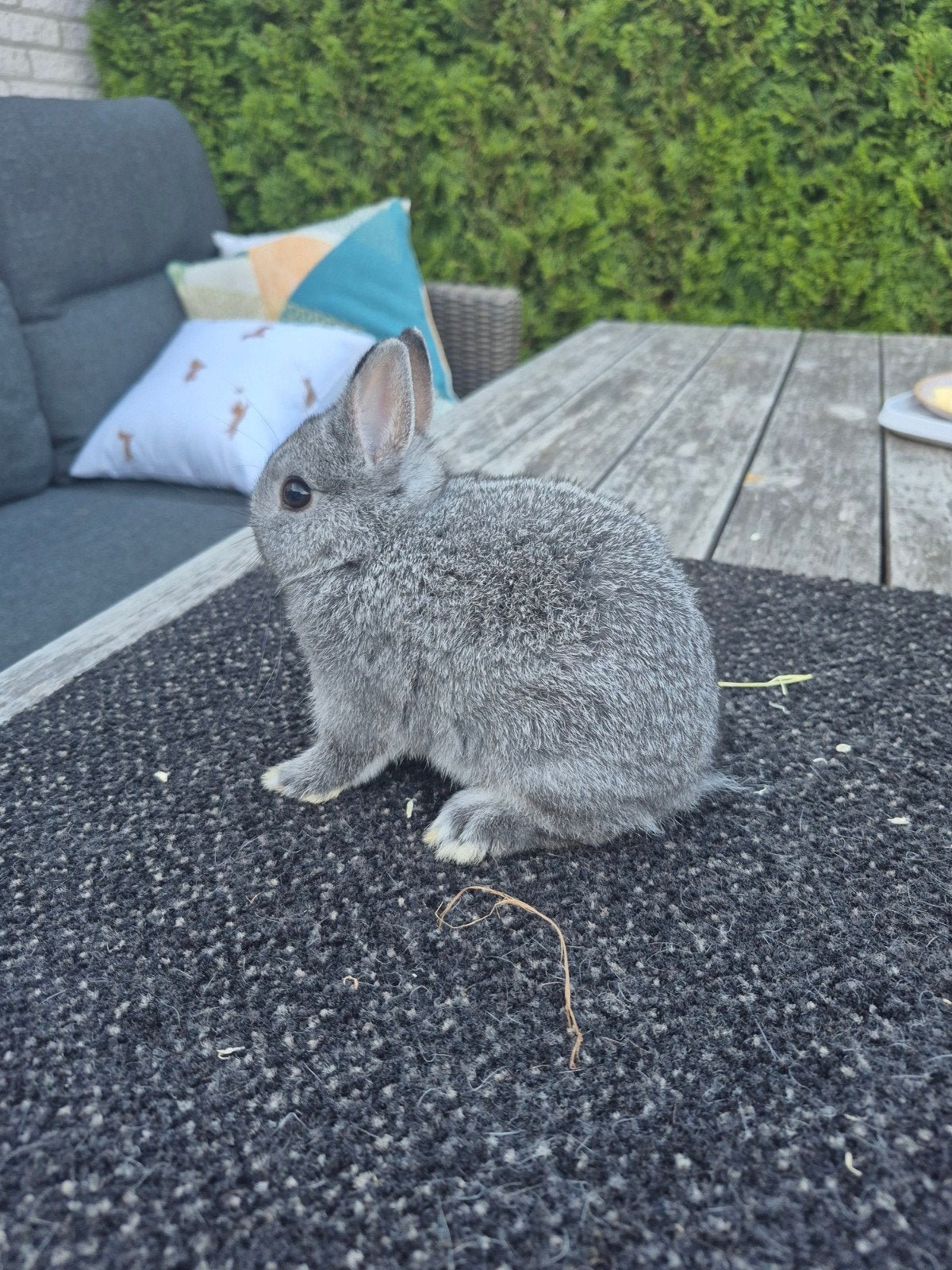 Mooie kleurdwerg chincila rammentje, Dieren en Toebehoren, Mannelijk, Dwerg