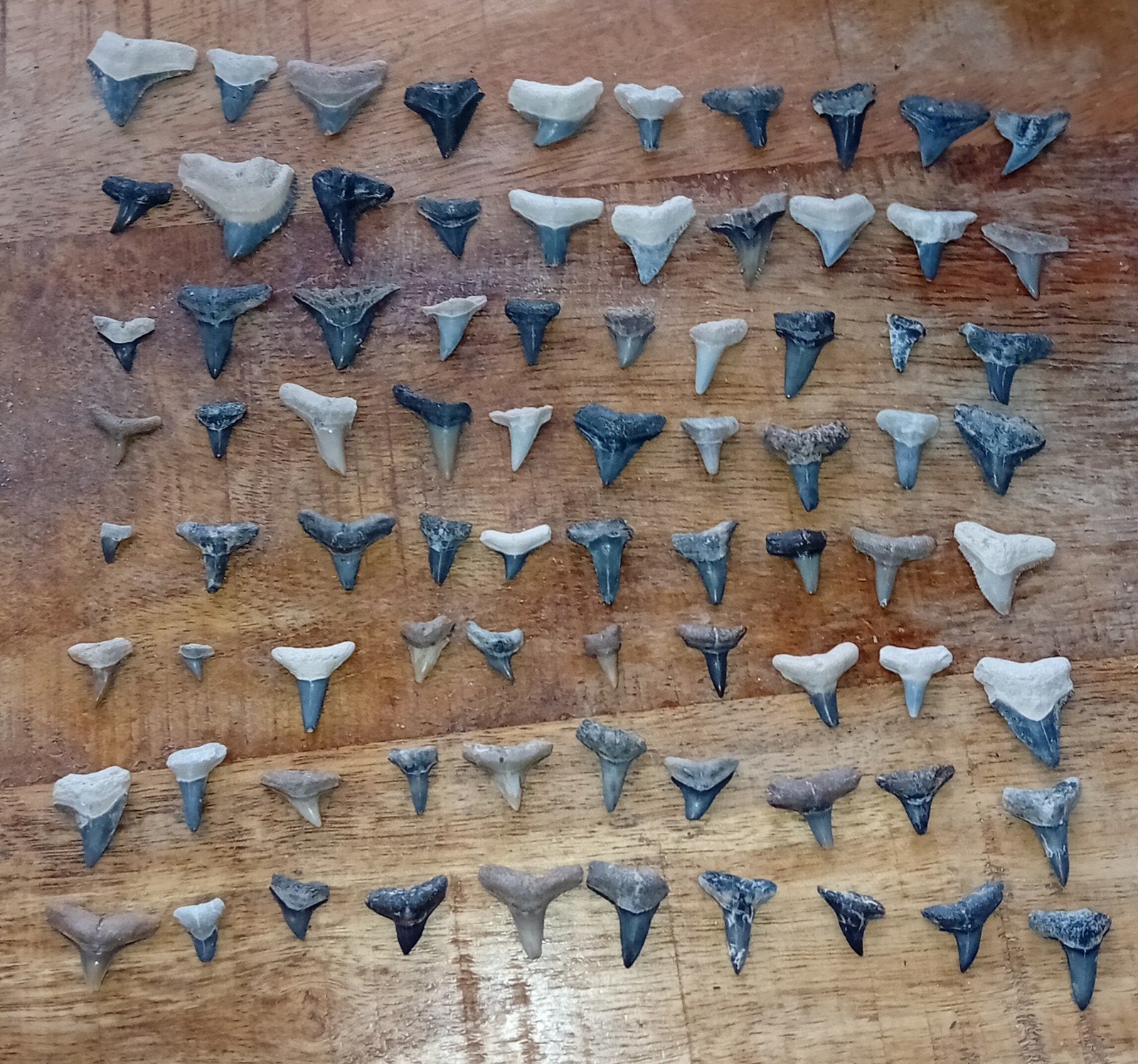 Haai Haaientanden Mix 80 Stuks, Ophalen of Verzenden