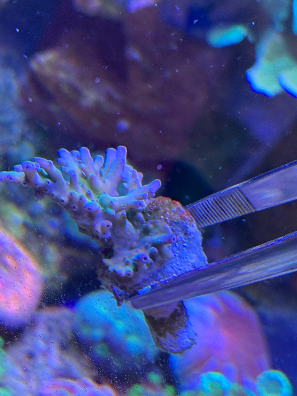 Divers koraal, Ophalen, Nieuw, Gevuld zeewateraquarium