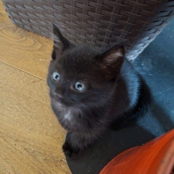 Kittens, Dieren en Toebehoren, Meerdere dieren