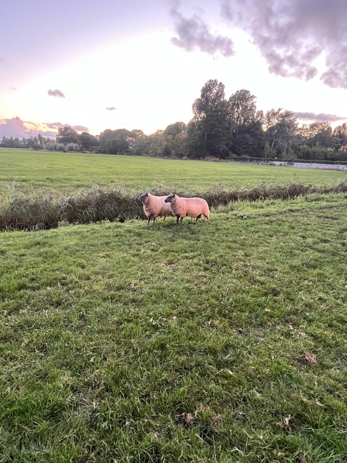 Overjarige Bleu demin fokrammen