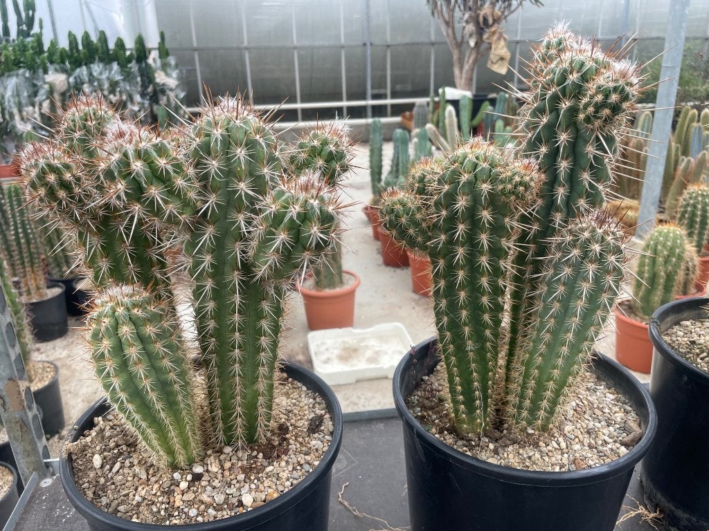 Cactus Pilosocereus gounellei var. Zehntneri  potmaat 24cm, Huis en Inrichting, Kamerplanten, Ophalen of Verzenden, Minder dan 100 cm