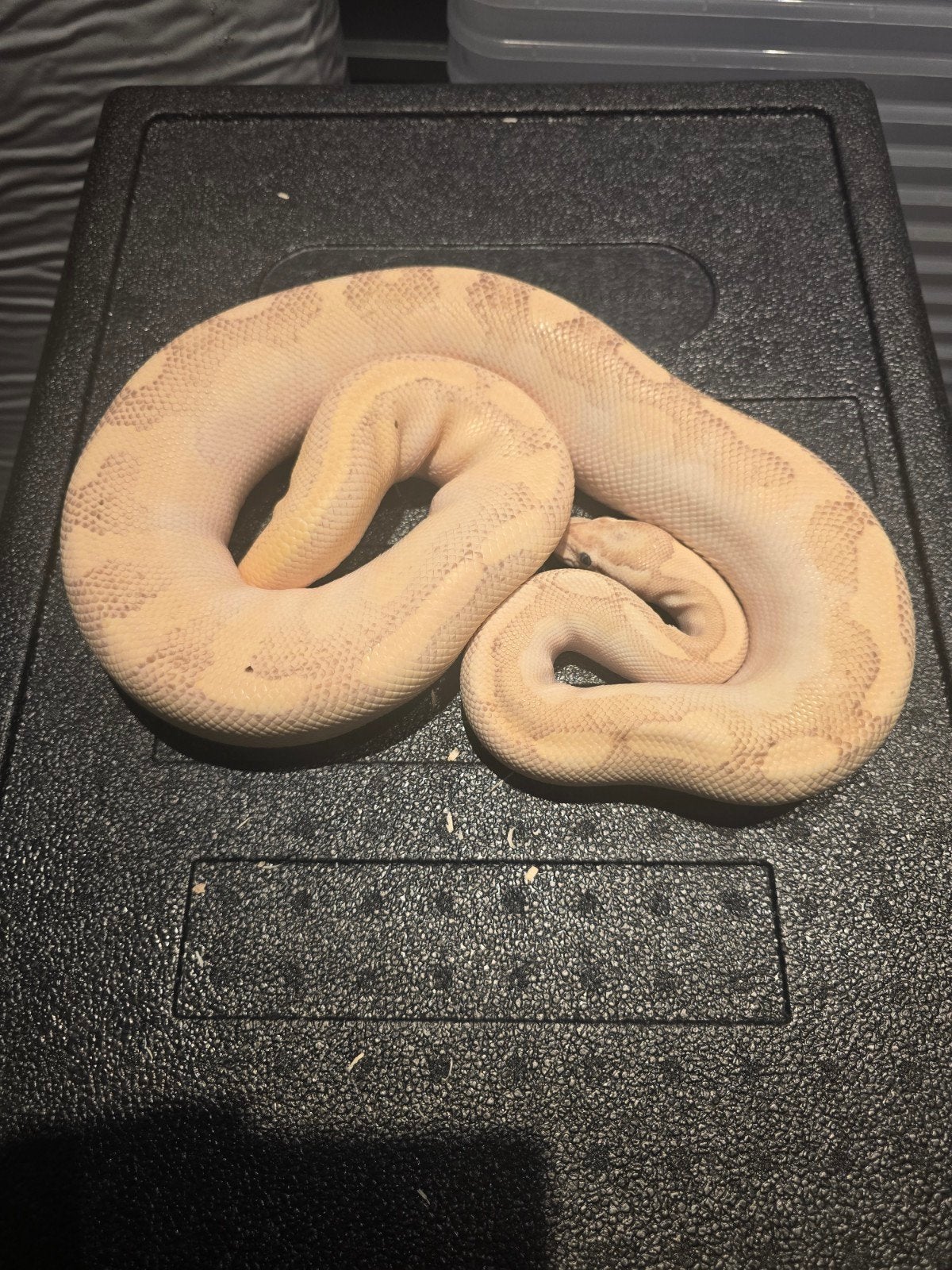0 1 enchi fire lesser yb Ball Python - unknown for sale from martijn