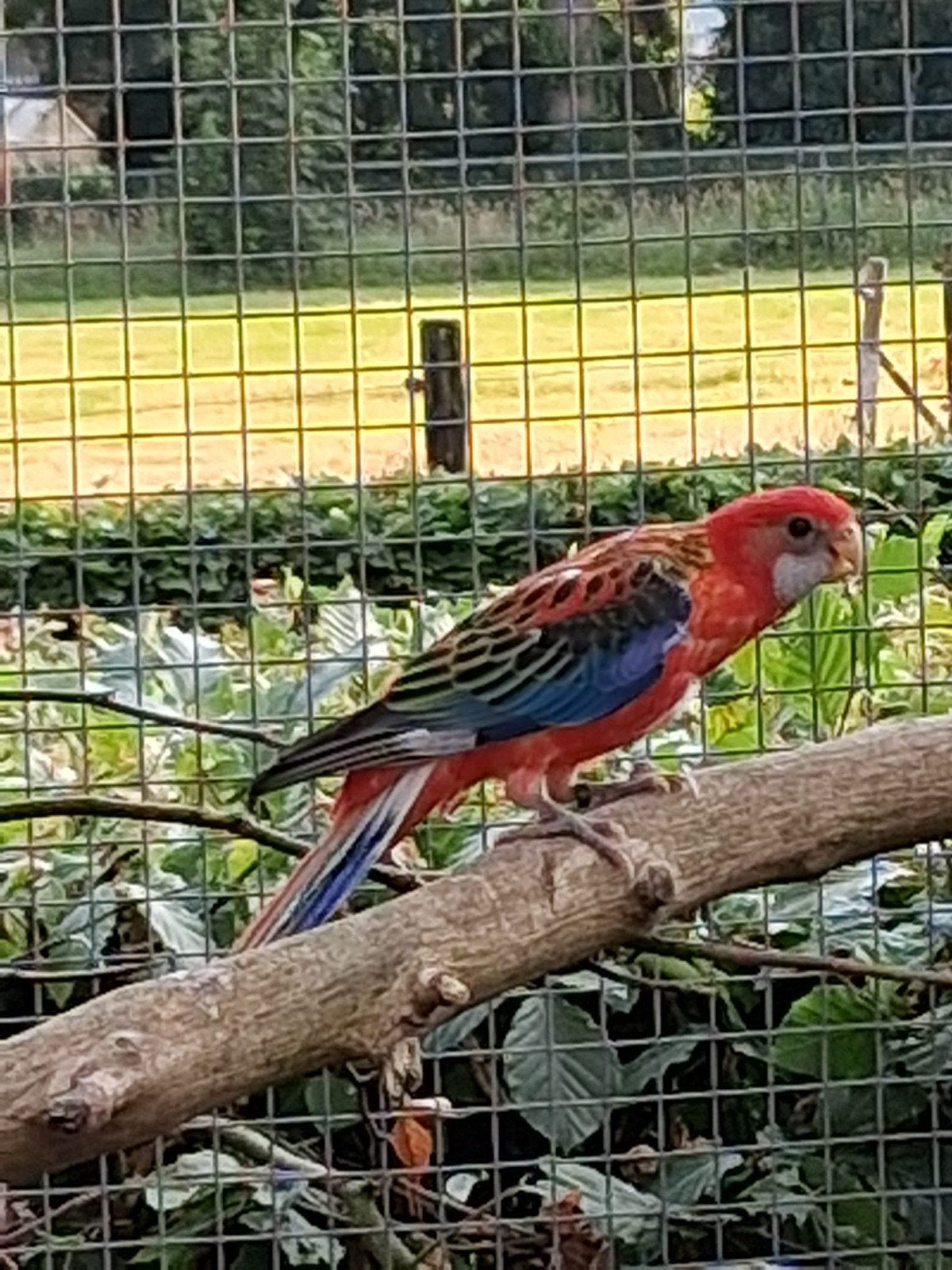 prachtrosella,s, Meerdere dieren, Geringd