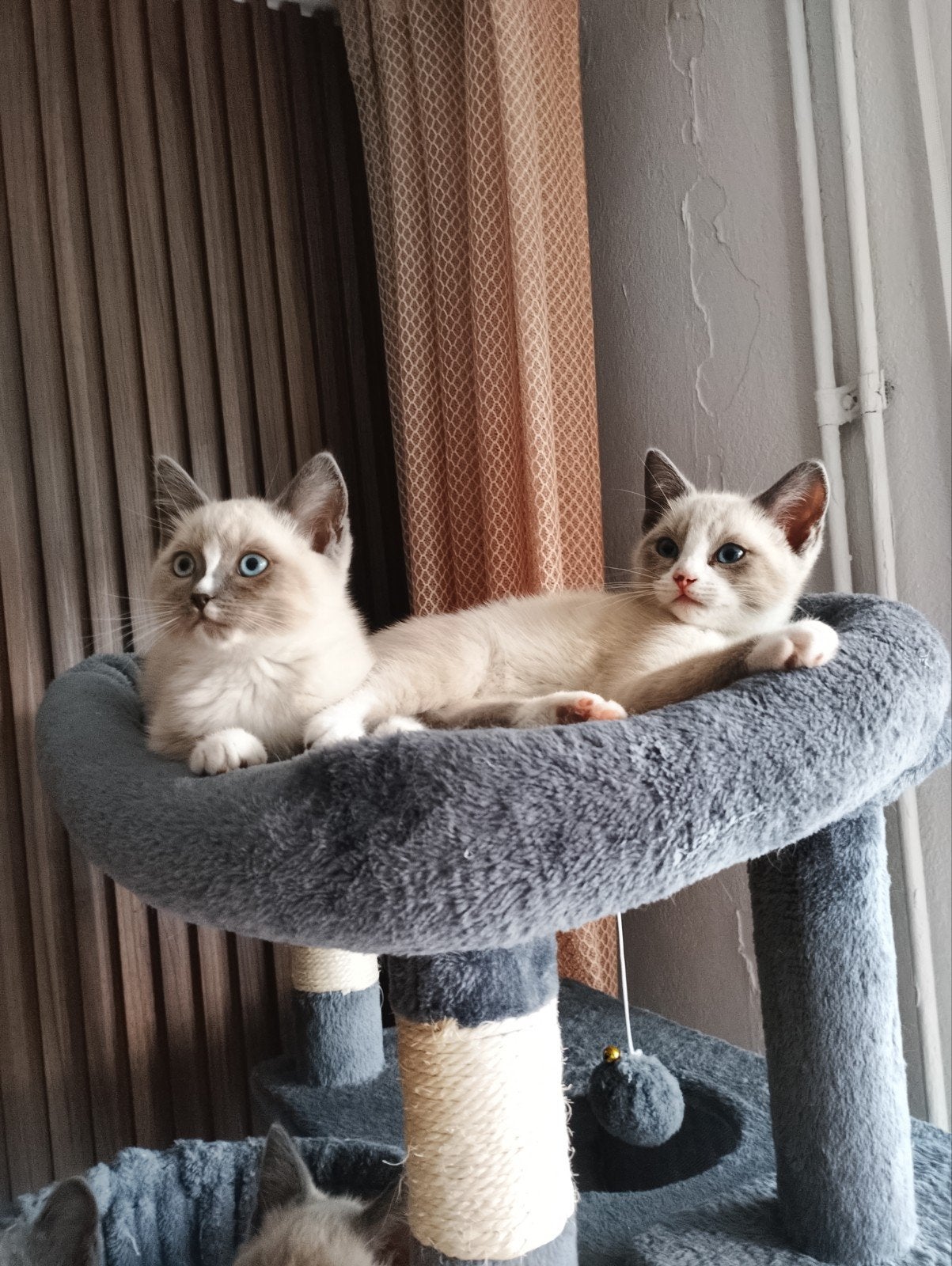 Mooie kruising Ragdoll  met boekje, Kater
