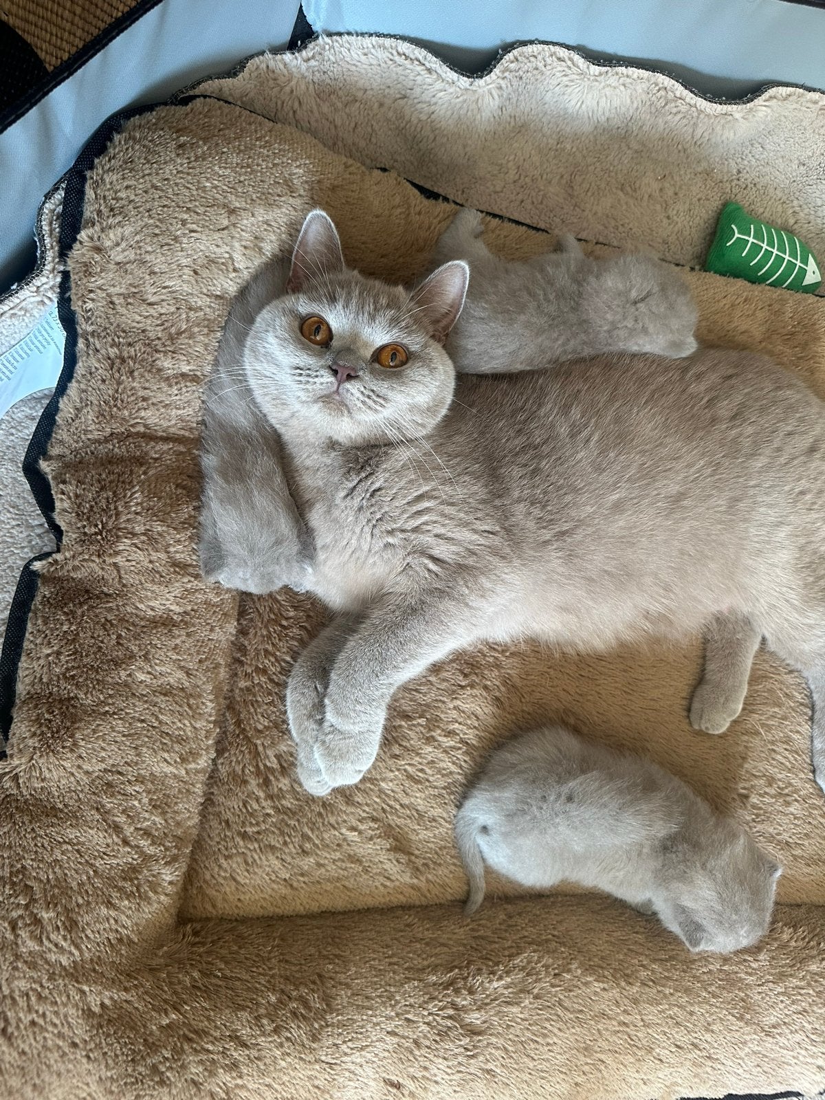3 kittens britse  korthaar, Kater, 0 tot 2 jaar