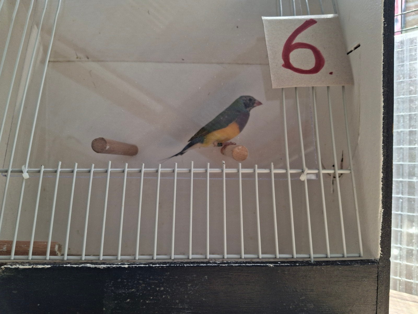 Gouldamadine, Dieren en Toebehoren, Vogels | Overige Vogels, Mannelijk, Tropenvogel, Geringd