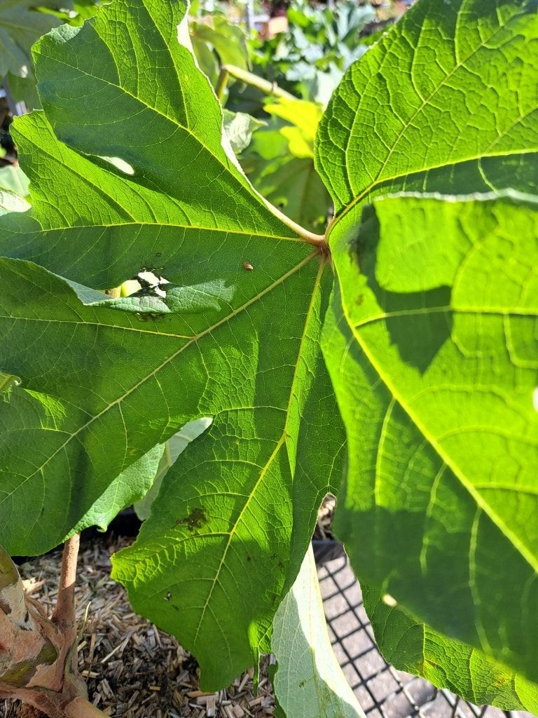 Tetrapanax (Rijstpapierplant / Exotische reuzenplant), Tuin en Terras, Ophalen of Verzenden, Overige soorten, Struik, Minder dan 100 cm