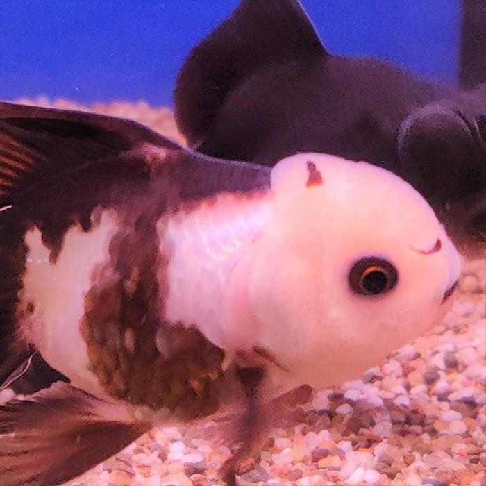 Carrasius auratus, Dieren en Toebehoren, Vissen | Aquariumvissen, Vis
