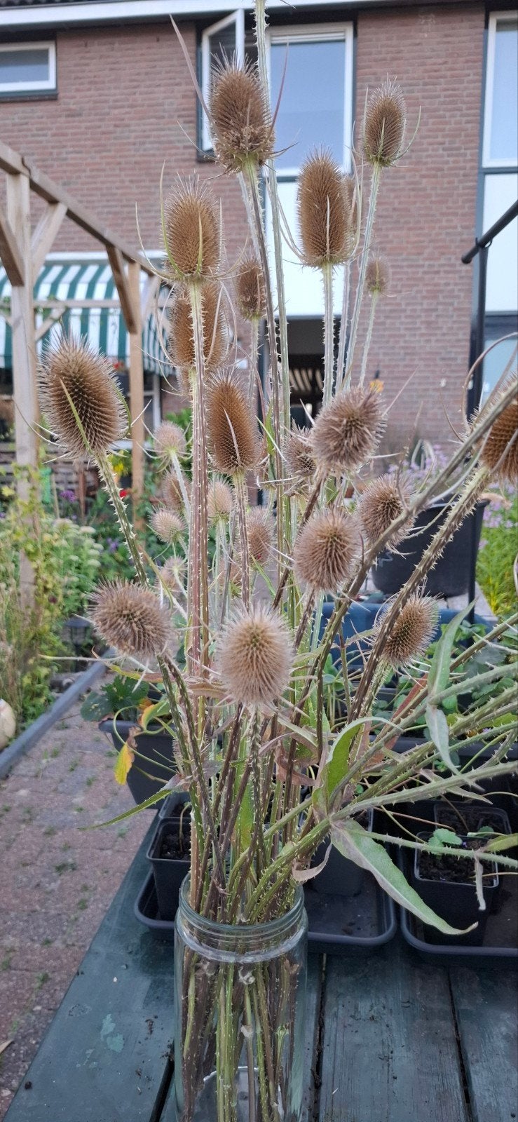 Gedroogde kaardebollen voor decoratie, Huis en Inrichting, Woonaccessoires | Vazen, Ophalen, Gebruikt, Bruin, Natuurlijk materiaal