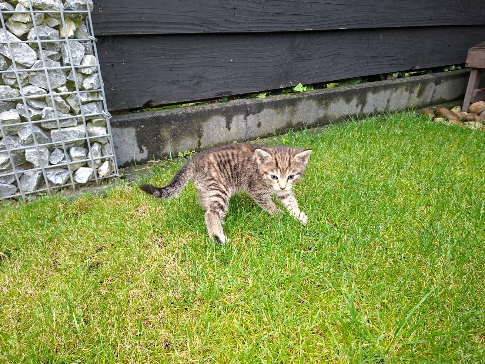 super lieve kittens, Meerdere dieren