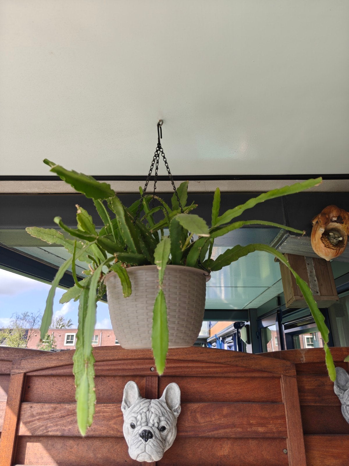 Epiphyllum, Ophalen, Halfschaduw, Minder dan 100 cm, Bloeiende kamerplant
