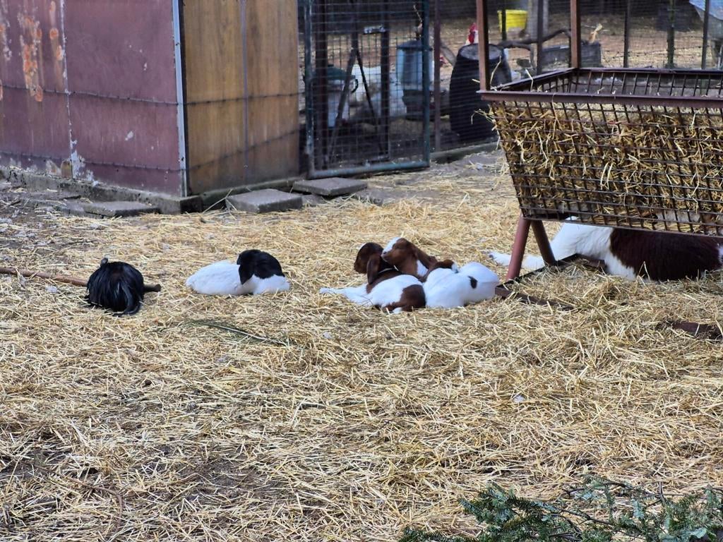 Boergeit lammeren te koop, Dieren en Toebehoren, Schapen, Geiten en Varkens, Meerdere dieren, Geit, 0 tot 2 jaar