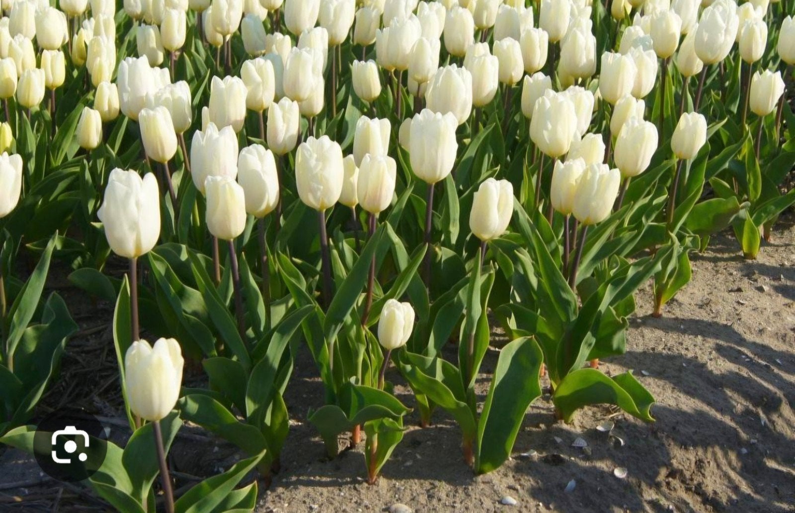 Tulpenbollen white prince vanaf 500 stuks gratis verzenden, Ophalen of Verzenden, Najaar, Volle zon, Bloembol