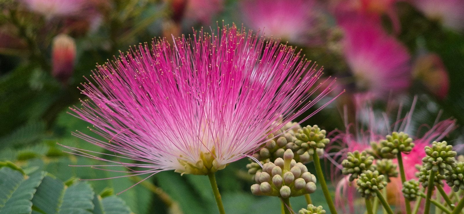 Zaden van de Perzische slaapboom (Albizia julibrissin), Ophalen, Volle zon