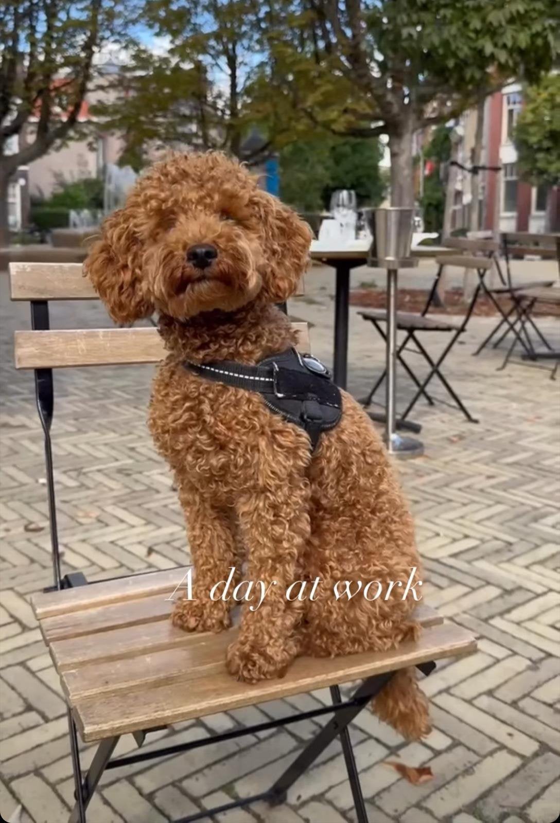 Dwergpoedel Dekreu, Reu, 1 tot 2 jaar, Parvo, Eén hond