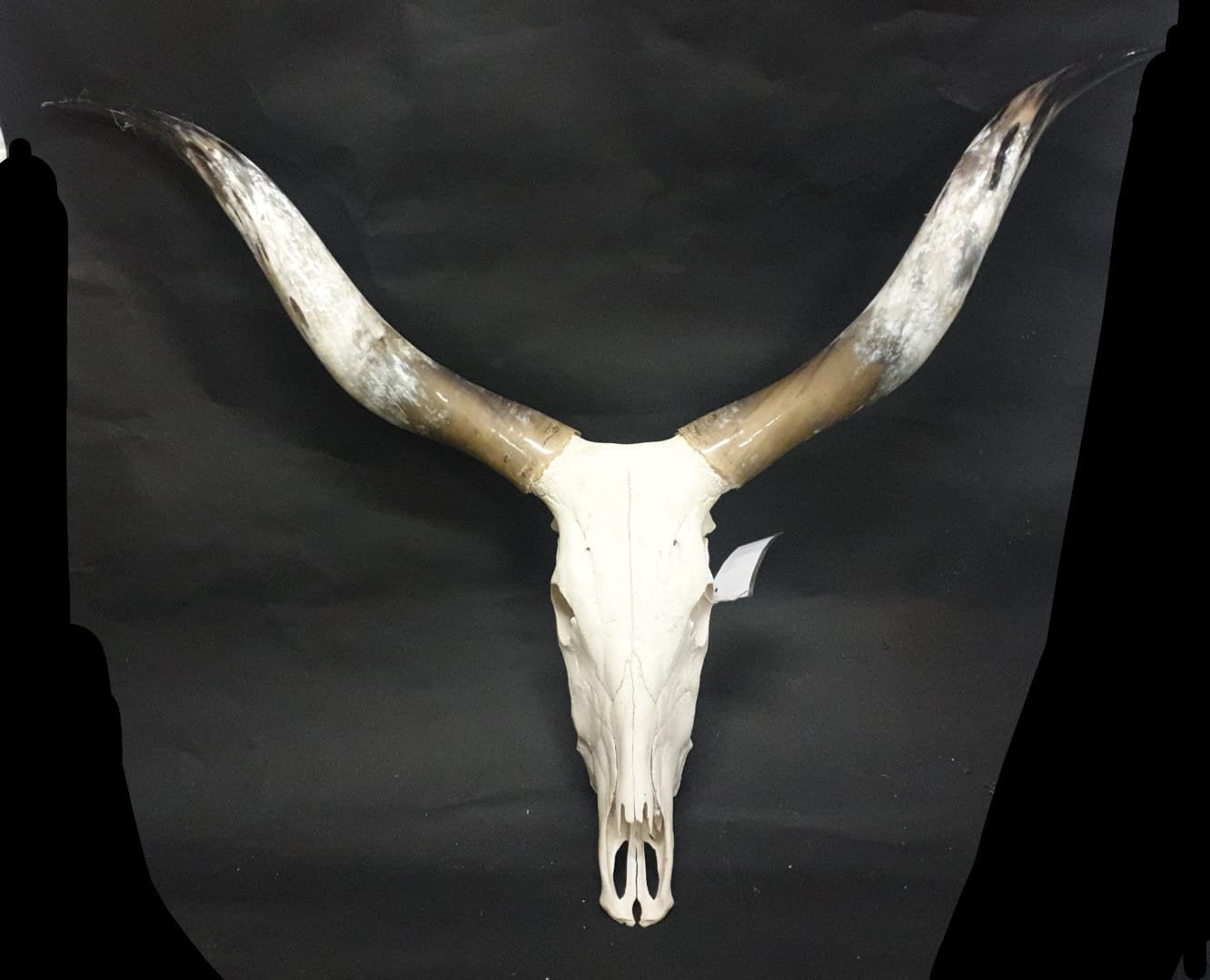 Watusi skull longhorn, Ophalen of Verzenden, Nieuw, Boerderijdier, Schedel