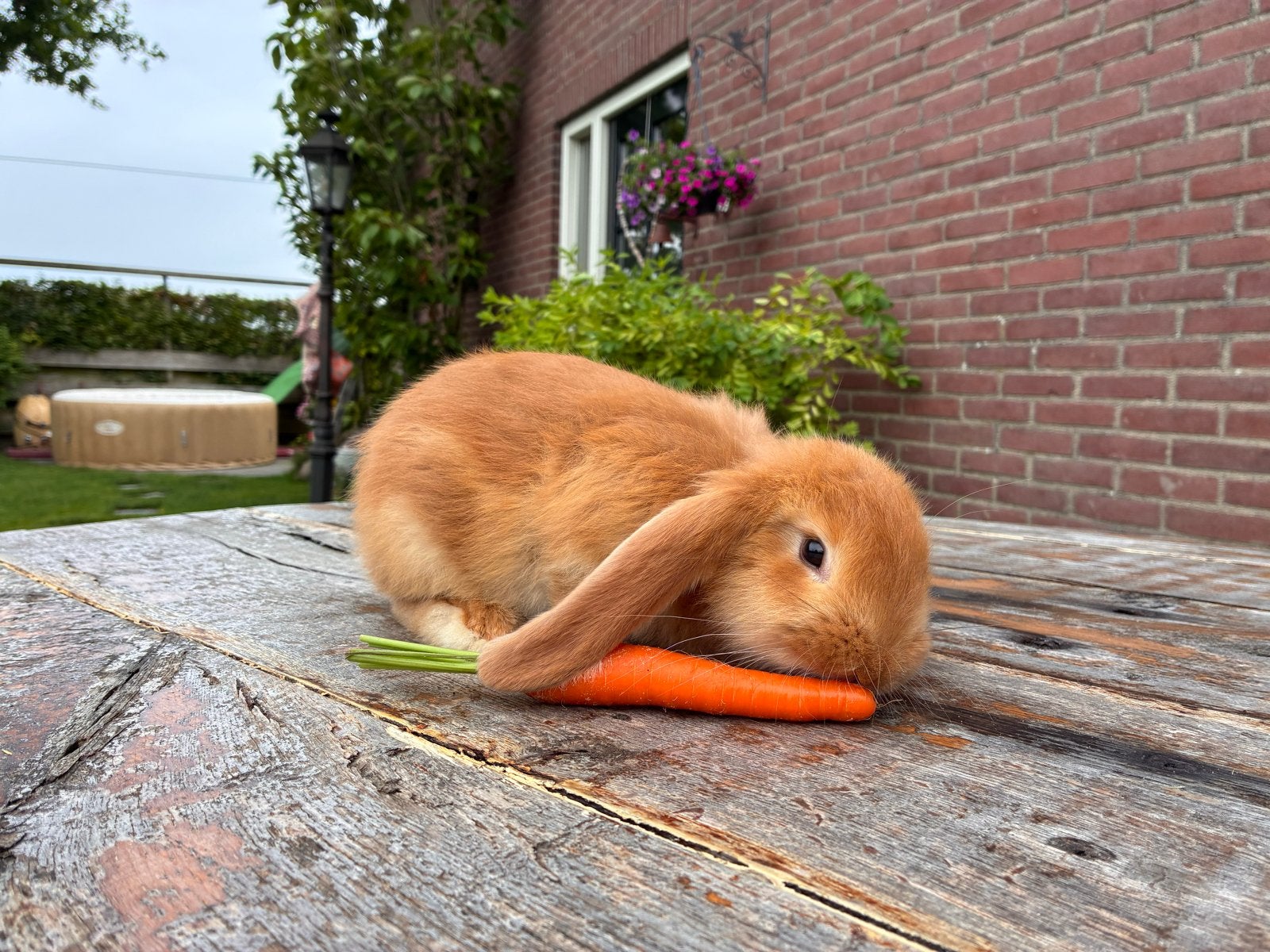 * Oranje Franse Hangoor konijntjes *, Dieren en Toebehoren, Konijnen, Meerdere dieren, Groot, Hangoor, 0 tot 2 jaar