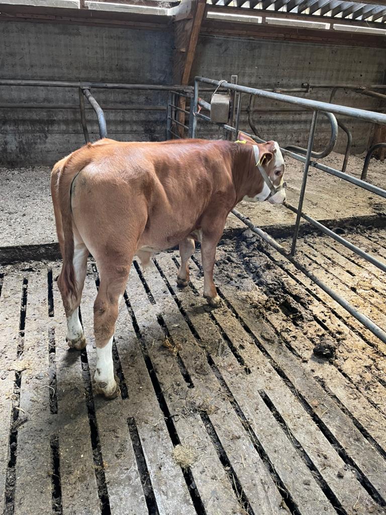 Te koop stierkalf +- 4 maand, Dieren en Toebehoren, Mannelijk