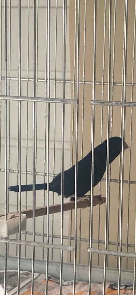 Twatwa, Dieren en Toebehoren