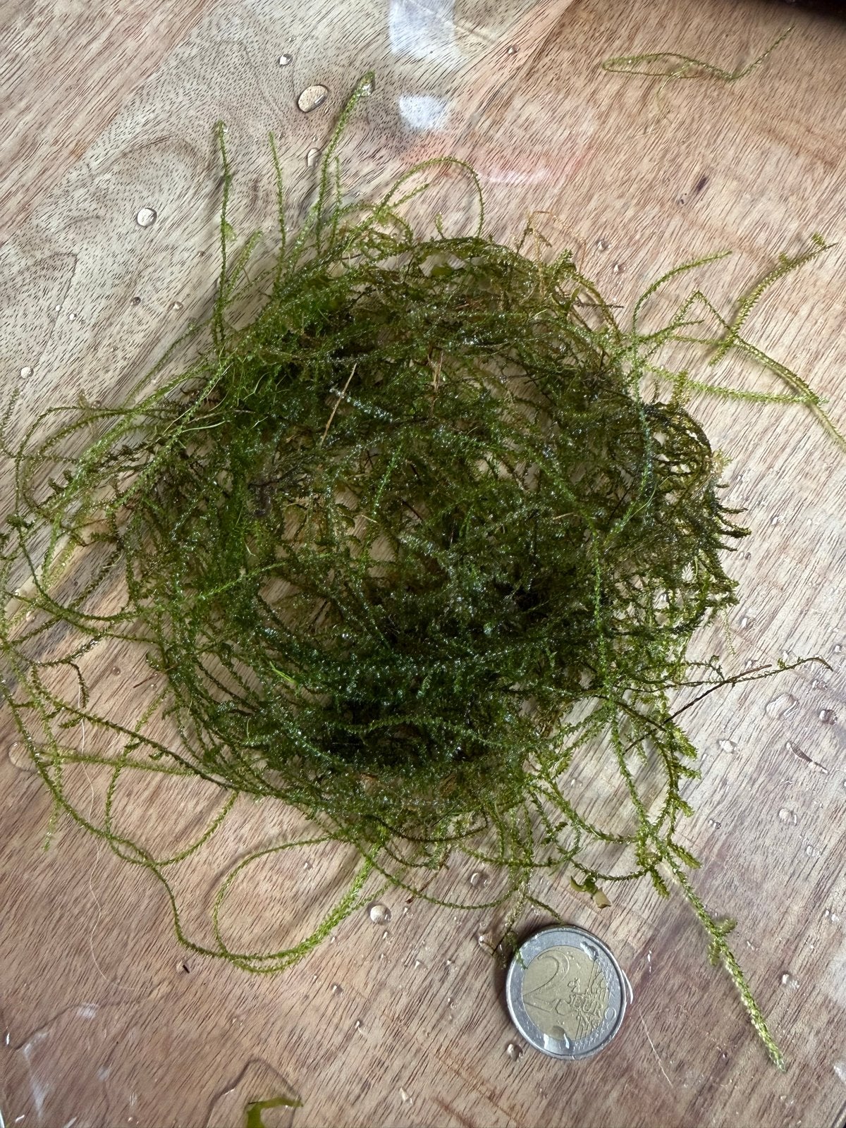 Javamos aquarium plant garnalen safe, Dieren en Toebehoren, Ophalen