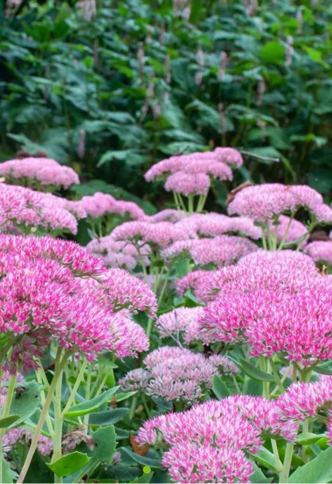 Hemelsleutel sedum hebstfreude vaste plant, Ophalen, Overige soorten, Volle zon