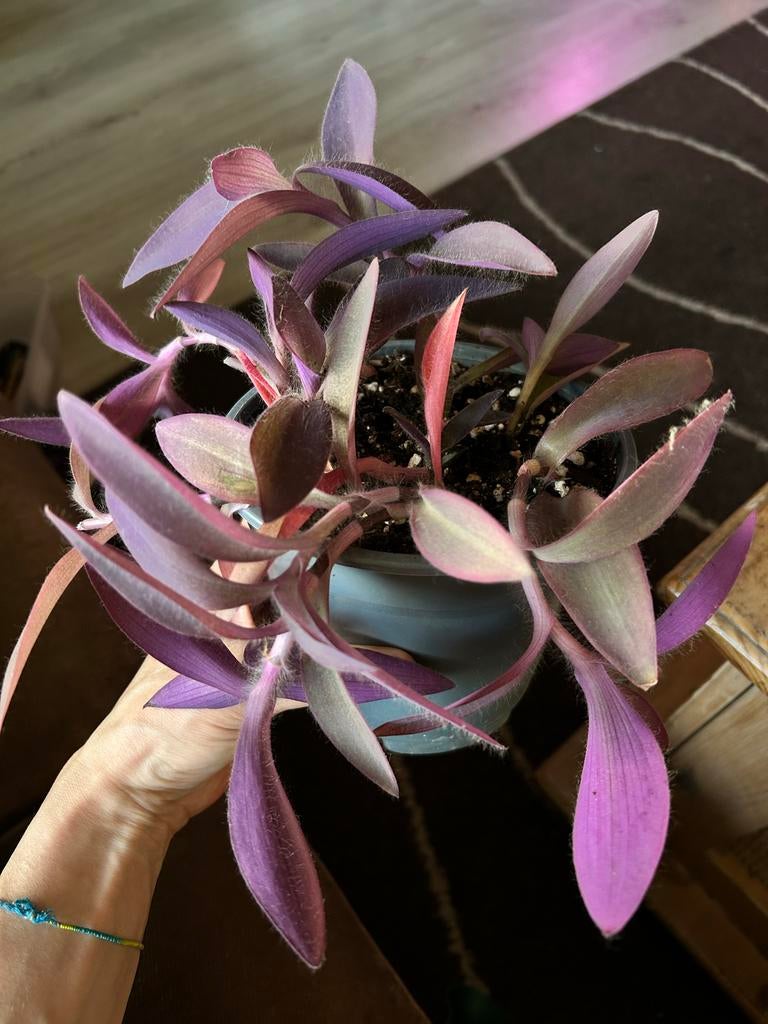 Tradescantia pallida "Purple Heart" hangplant, Bloeiende kamerplant, Ophalen, Volle zon