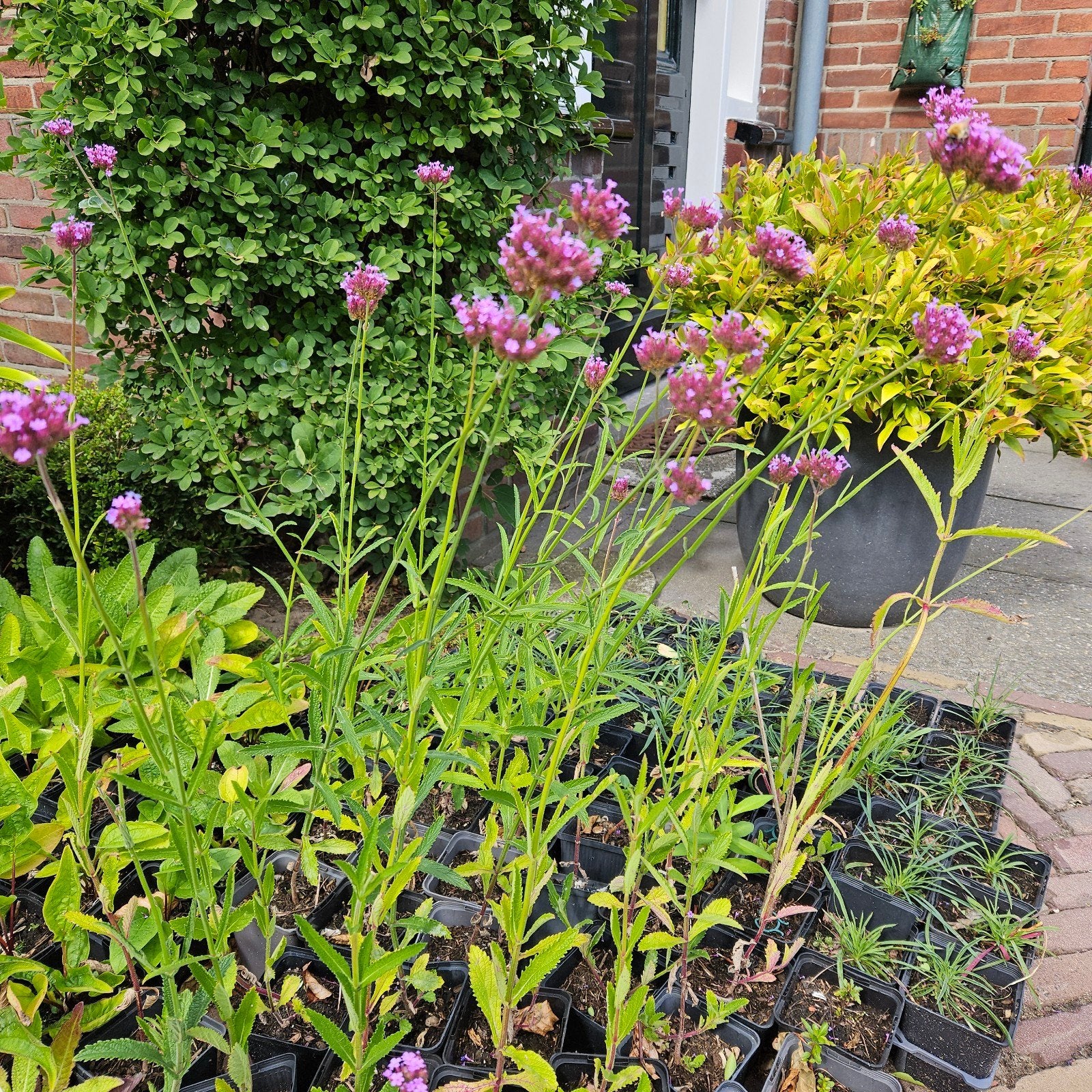 Verbena bonariensis - IJzerhard planten, Volle zon, Vaste plant, Zomer, Ophalen