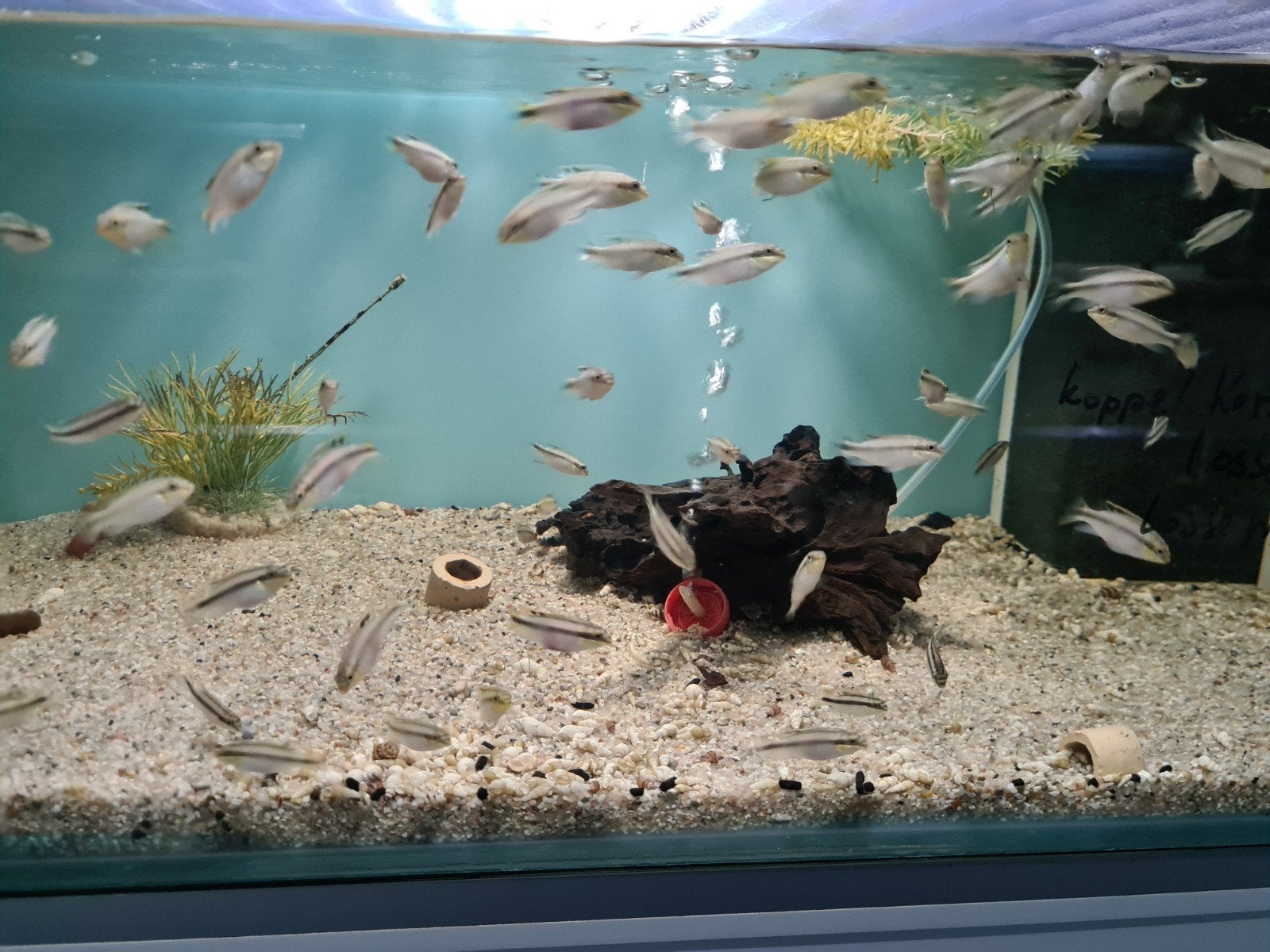 Kersenbuik Cichliden, Pelvicachromis Pulcher, Dieren en Toebehoren, Vissen | Aquariumvissen, Vis, Zoetwatervis