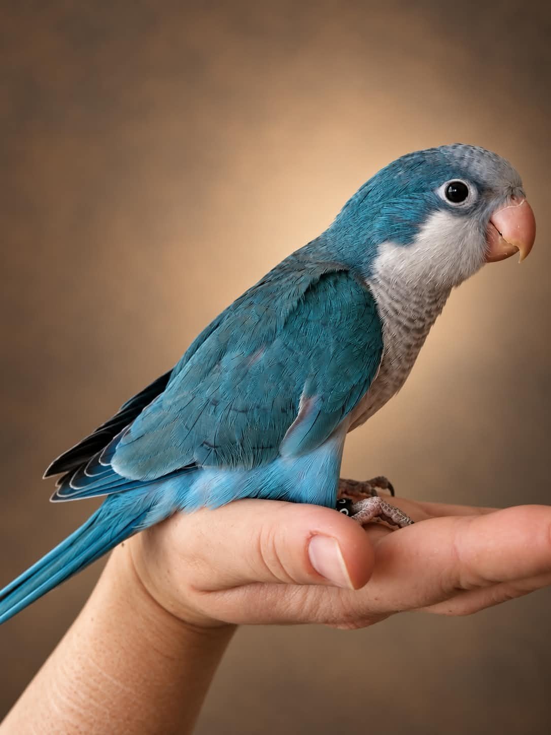 PRACHTIGE Tamme Muisparkieten Blauw 2026