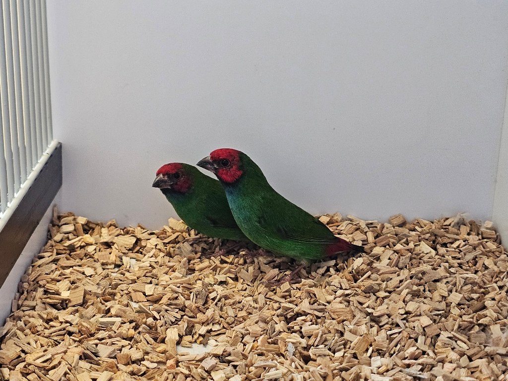 Kortstaart papegaaiamadine | Broedkoppel | 2025, Dieren en Toebehoren, Vogels | Overige Vogels, Meerdere dieren, Tropenvogel