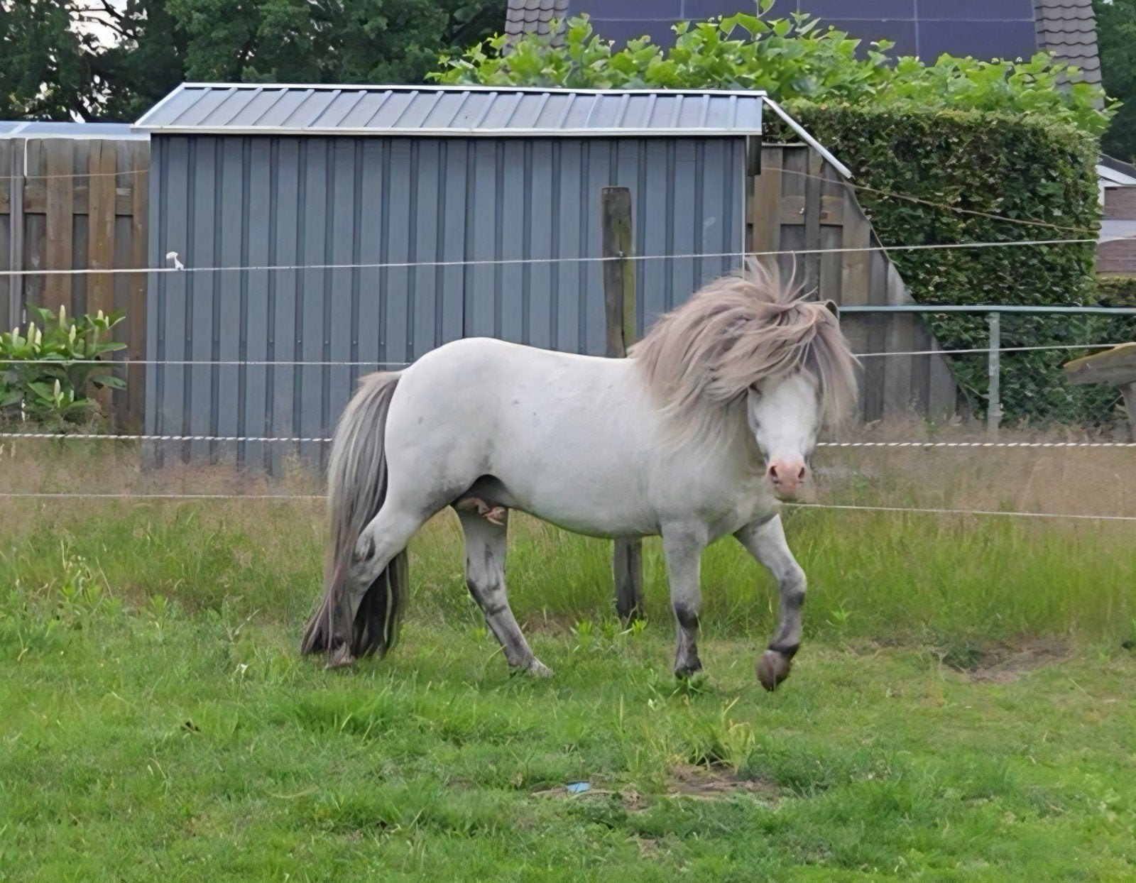 Goedgekeurde kleine few spot falabella dekhengst, Dieren en Toebehoren, Hengst, A pony (tot 1.17m), Met stamboom, 7 tot 10 jaar