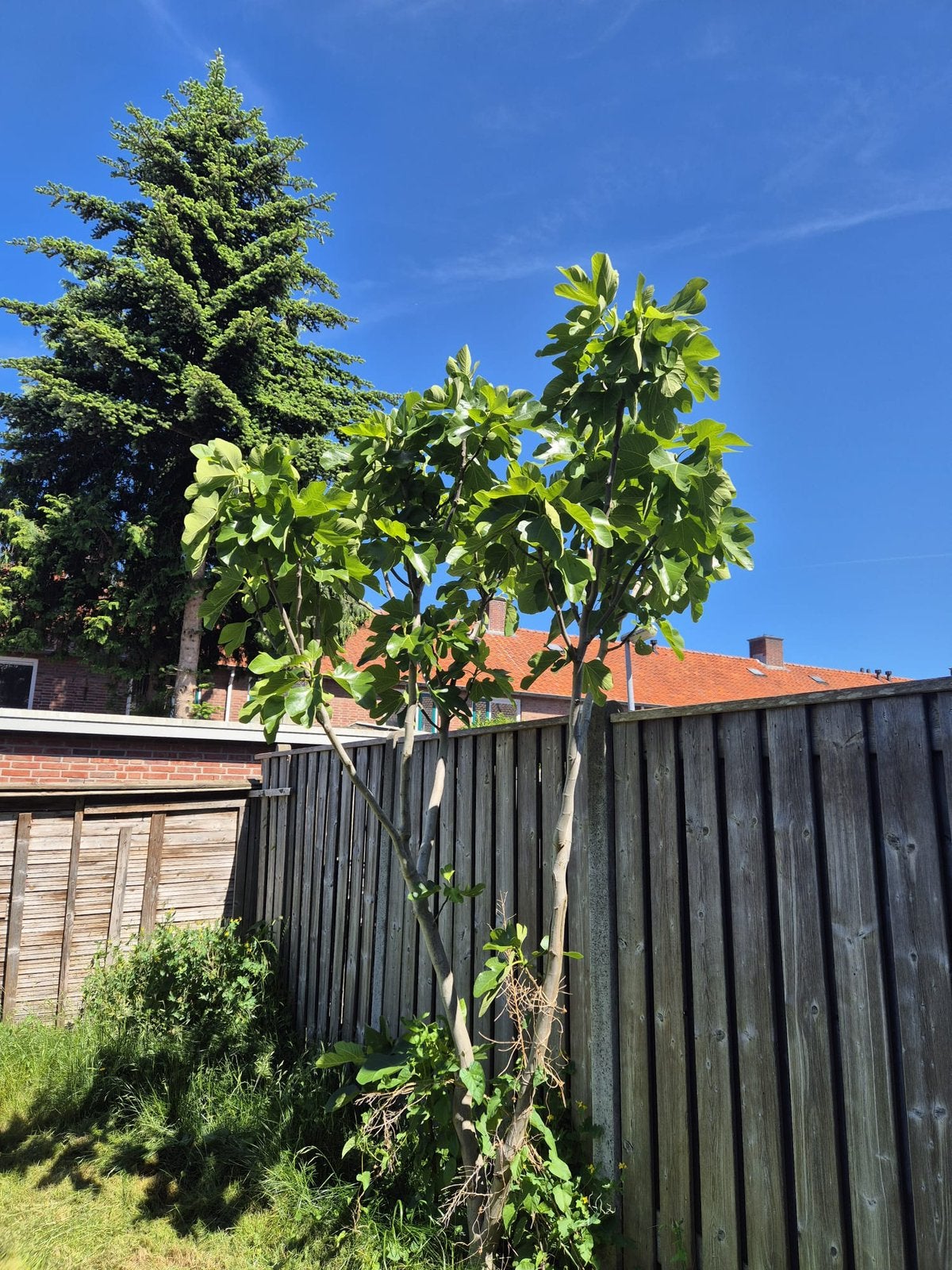 Vijgenboom ~ 3m, Ophalen, Lente, Volle zon, Vijgenboom