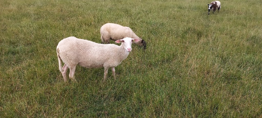 Ooi met ramlam, Dieren en Toebehoren, Schapen, Geiten en Varkens, Meerdere dieren, Schaap, 0 tot 2 jaar