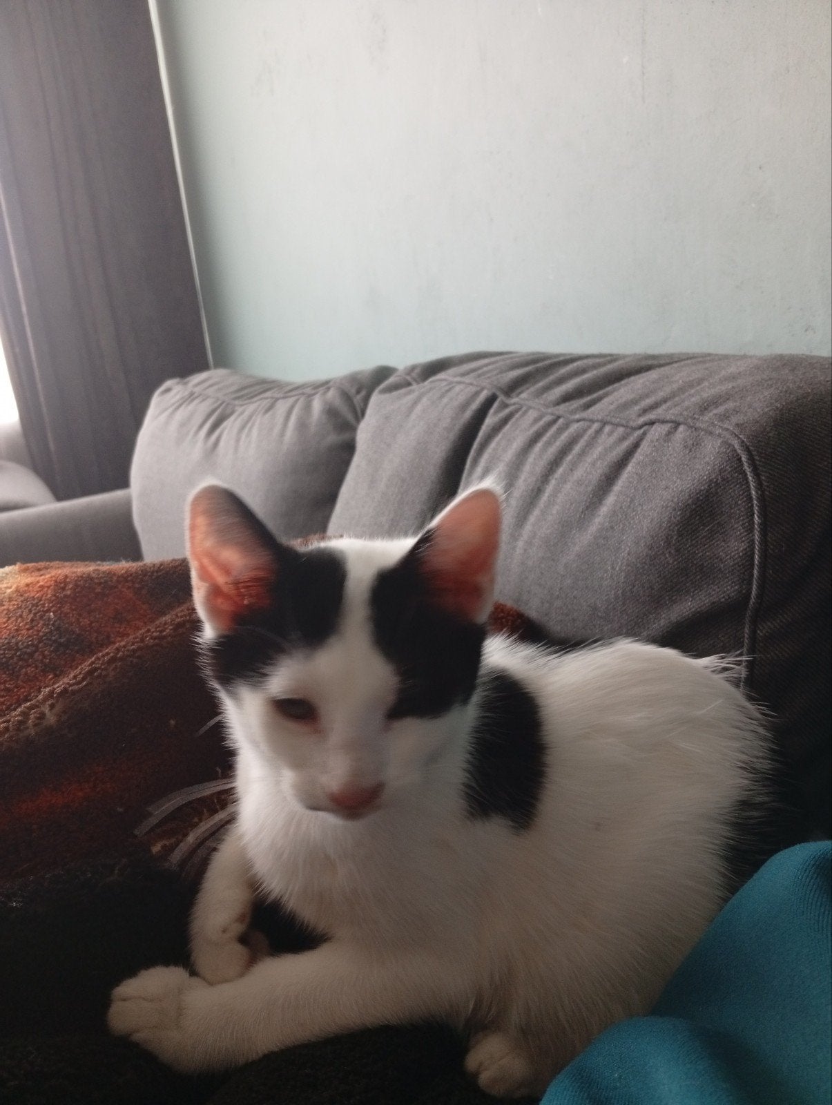 2 mooie katers, Dieren en Toebehoren, Kater, Gechipt