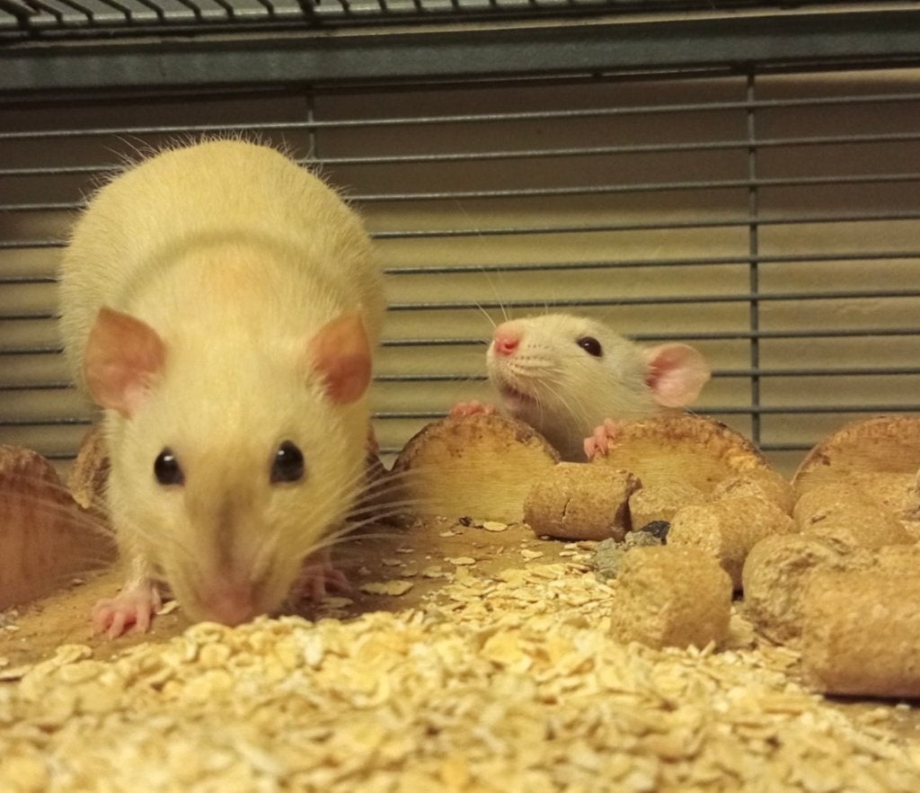 Ratjes zoeken zsm een liefdevol huisje ❤️, Dieren en Toebehoren, Juni, Meerdere dieren, Rat