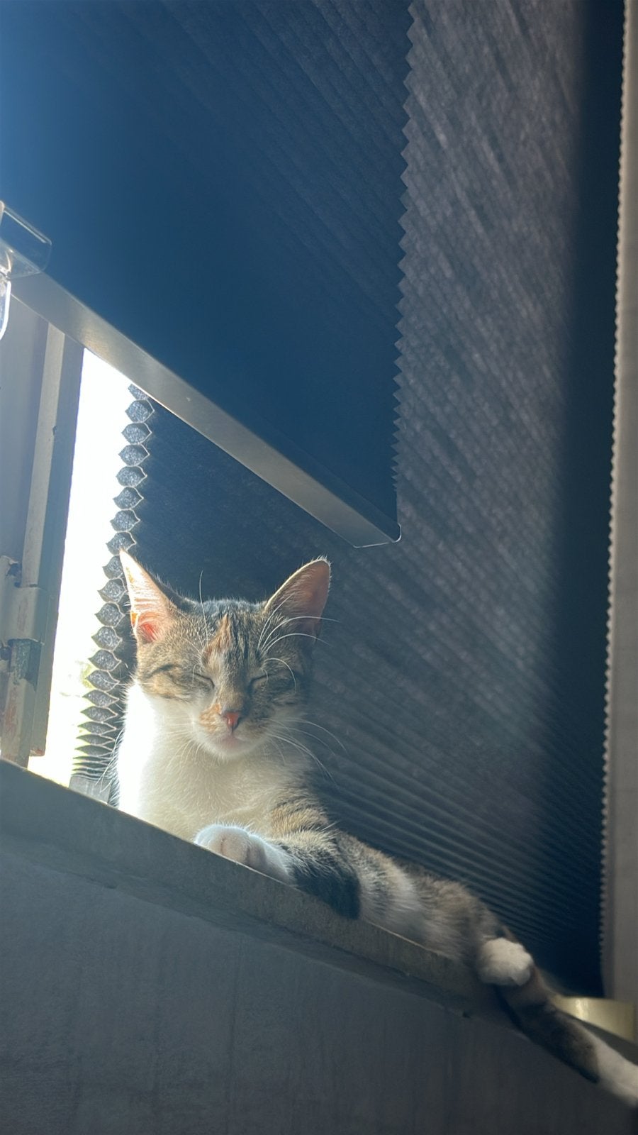 Kitten 8 maanden oud, Dieren en Toebehoren, Poes