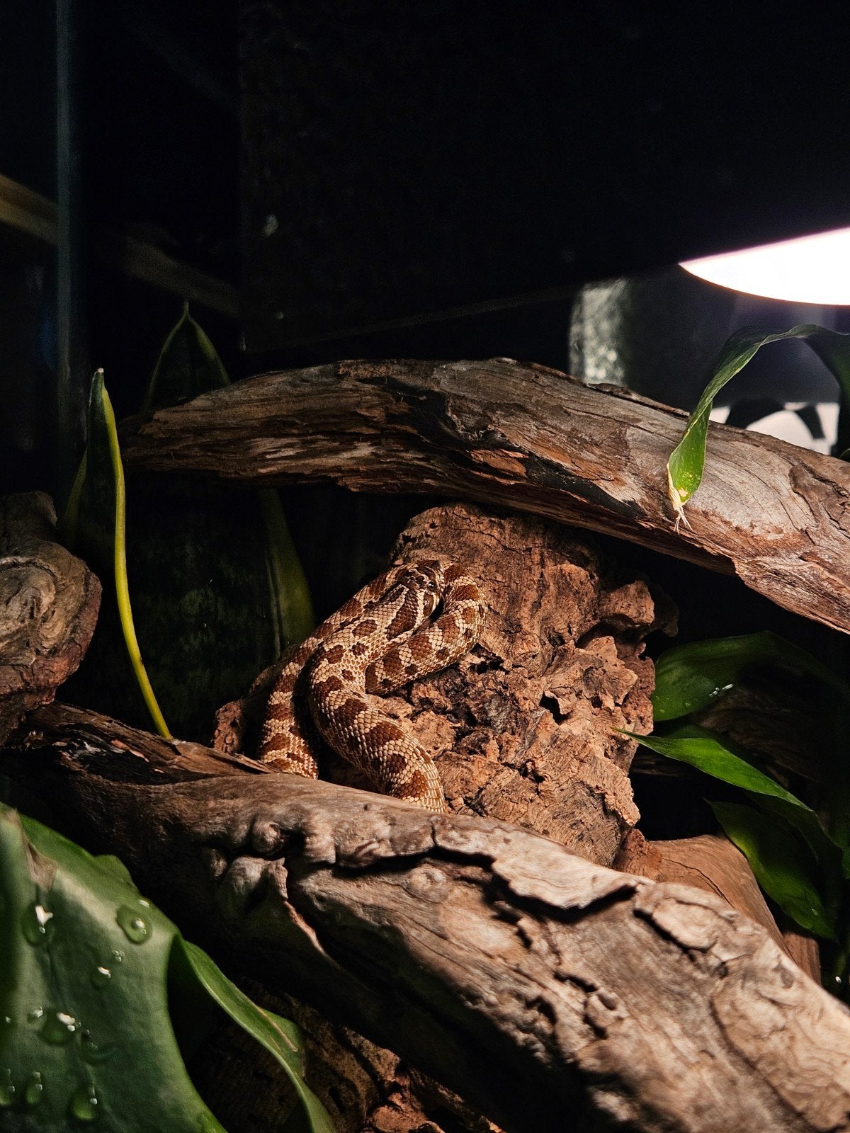 Haakneusslang met of zonder terrarium