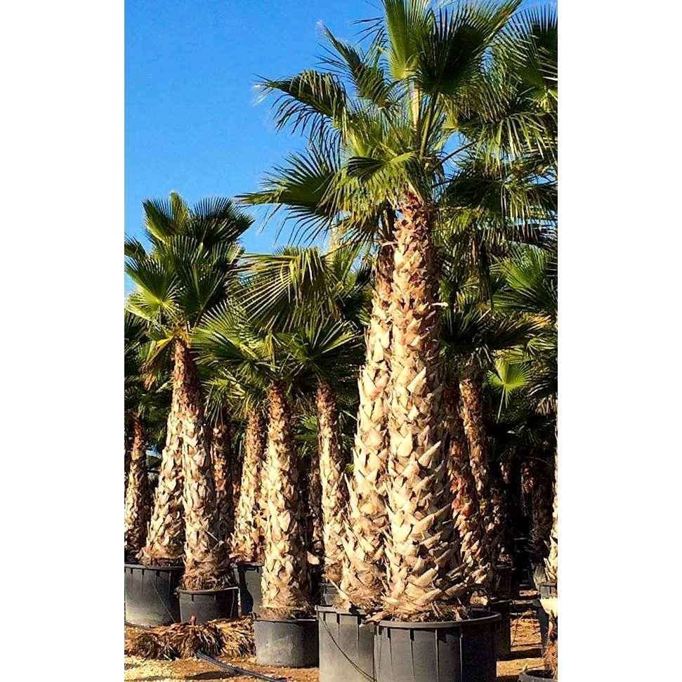 Palmboom Washingtonia Robusta zaailing, Overige soorten, Volle zon, Eenjarig, Ophalen of Verzenden