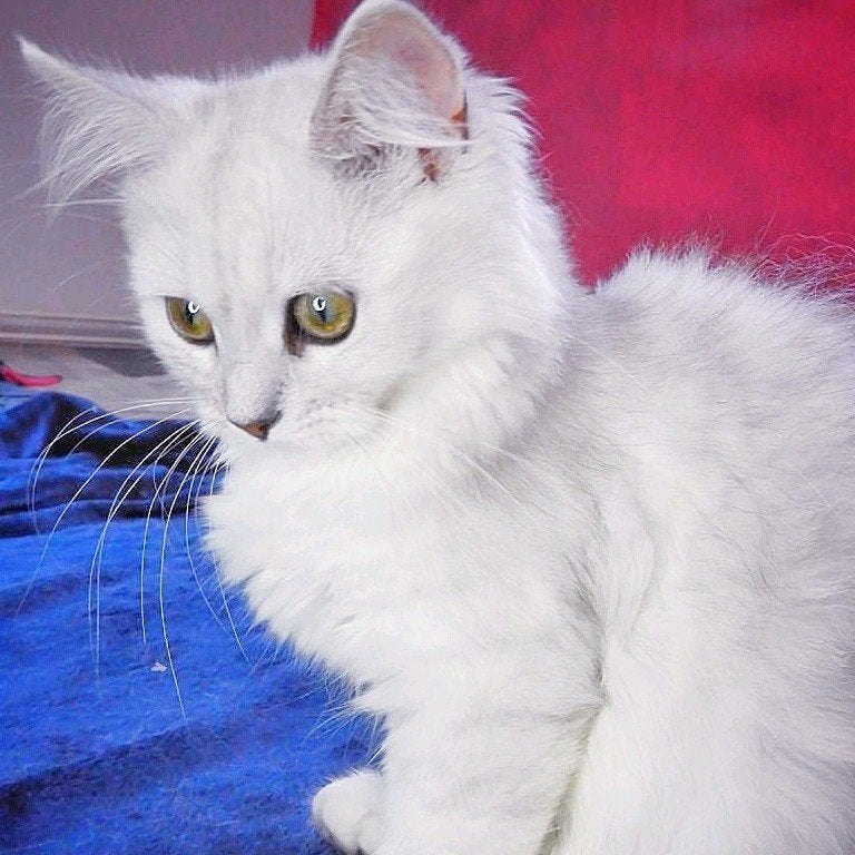 ragdoll mix Brits langhaar 6 maanden oud, Dieren en Toebehoren, Meerdere dieren, Ontwormd, 0 tot 2 jaar