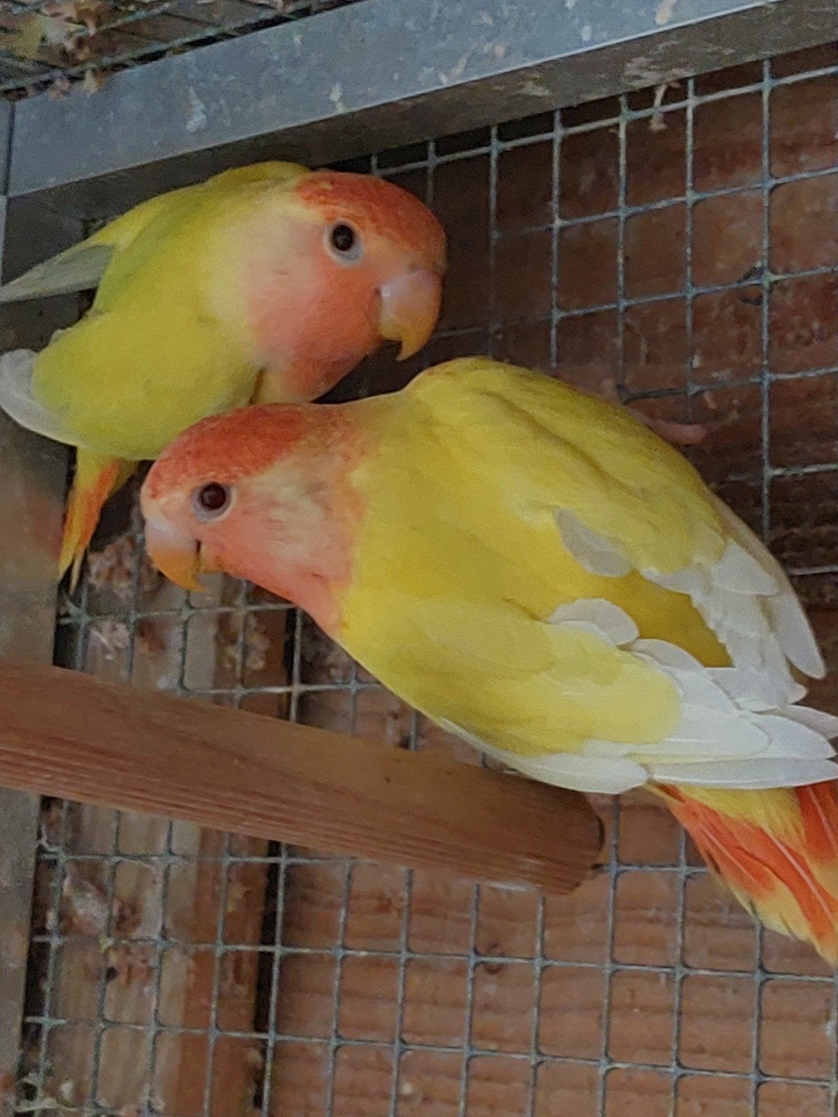 koppel agapornis roseicollis, Dieren en Toebehoren, Vogels | Parkieten en Papegaaien, Meerdere dieren, Dwergpapegaai of Agapornis