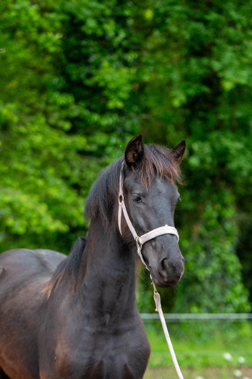 Fries jaarling merrie een plaatje, Merrie, Met stamboom, Dressuurpaard, 0 tot 2 jaar