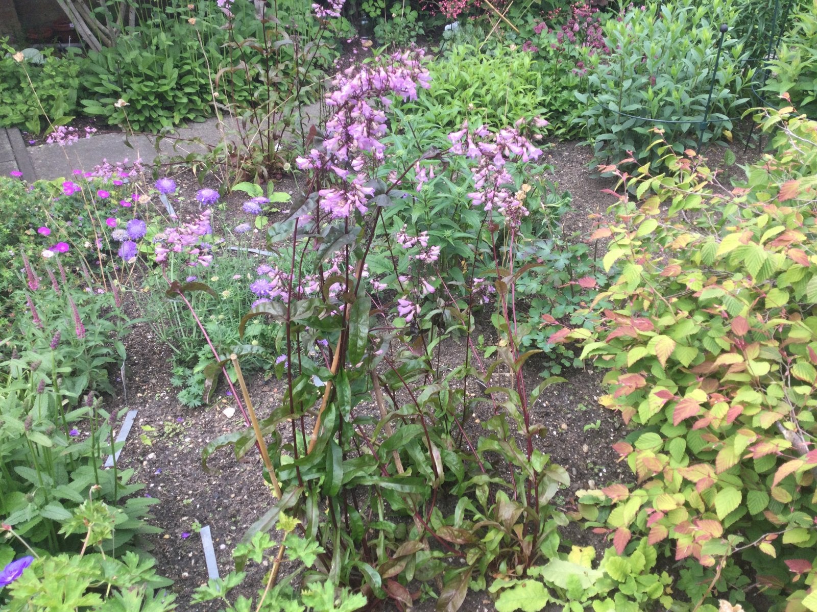 Vaste tuinplanten Penstemon Husker Red 3 voor €10, Volle zon, Vaste plant, Zomer, Ophalen