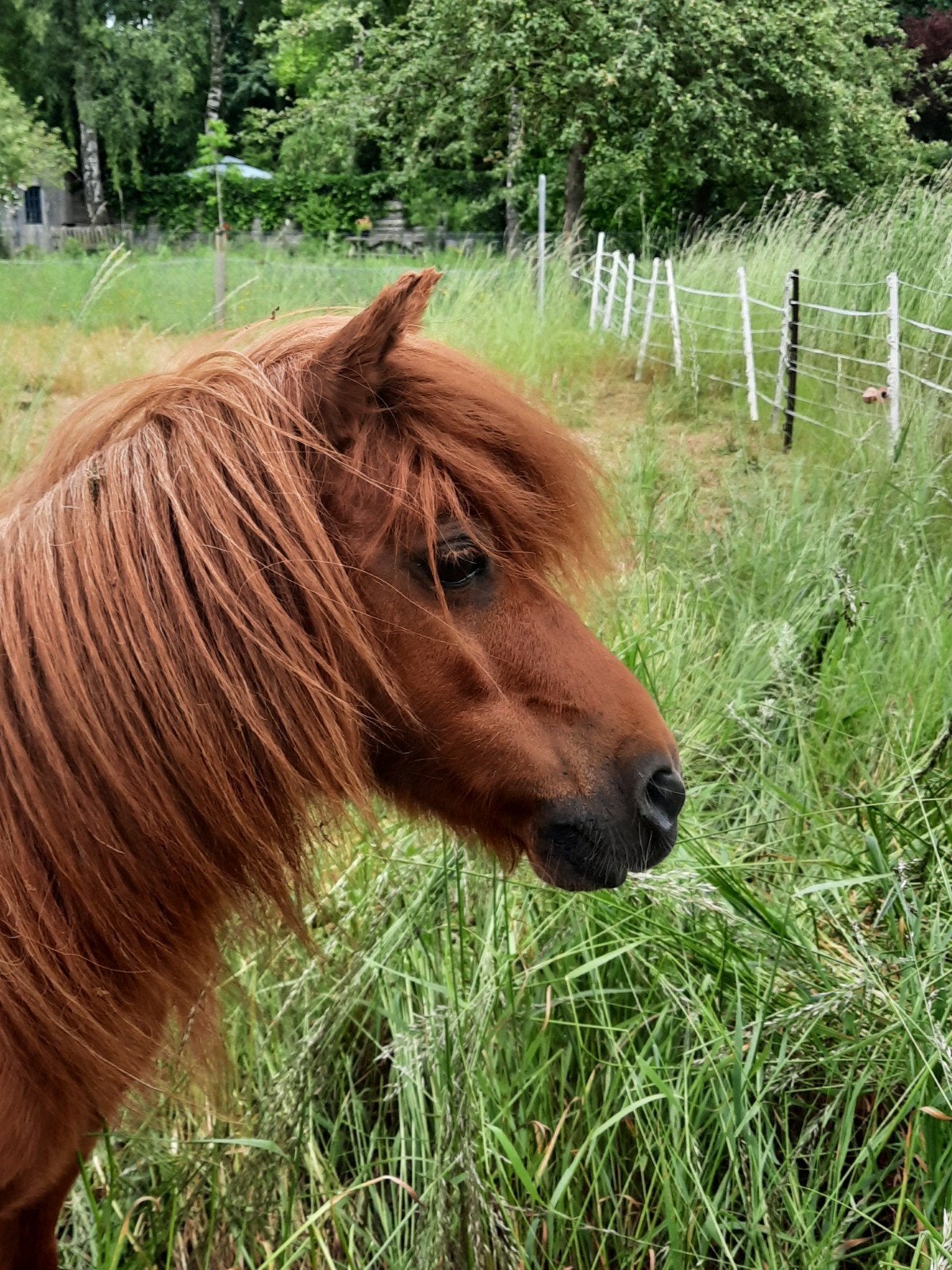 Leuke shetlander., Dieren en Toebehoren, Pony's, Niet van toepassing, A pony (tot 1.17m), 7 tot 10 jaar, Recreatiepony