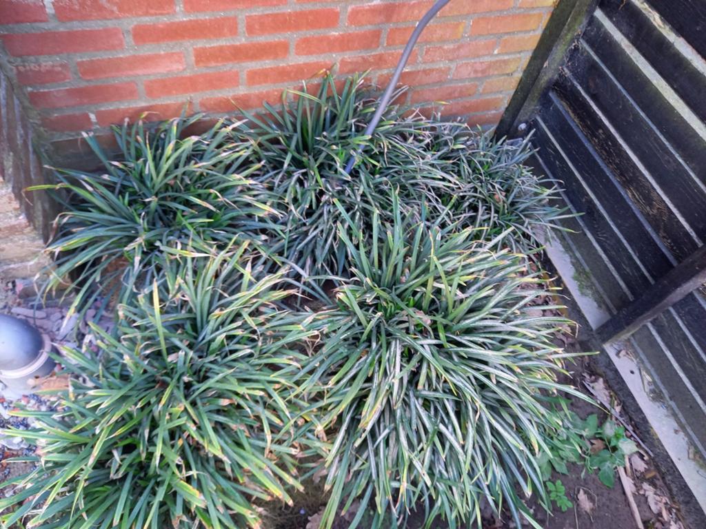 Liriope moneymaker 4 grote planten en één kleine plant, Tuin en Terras, Planten | Tuinplanten, Ophalen of Verzenden, Overige soorten