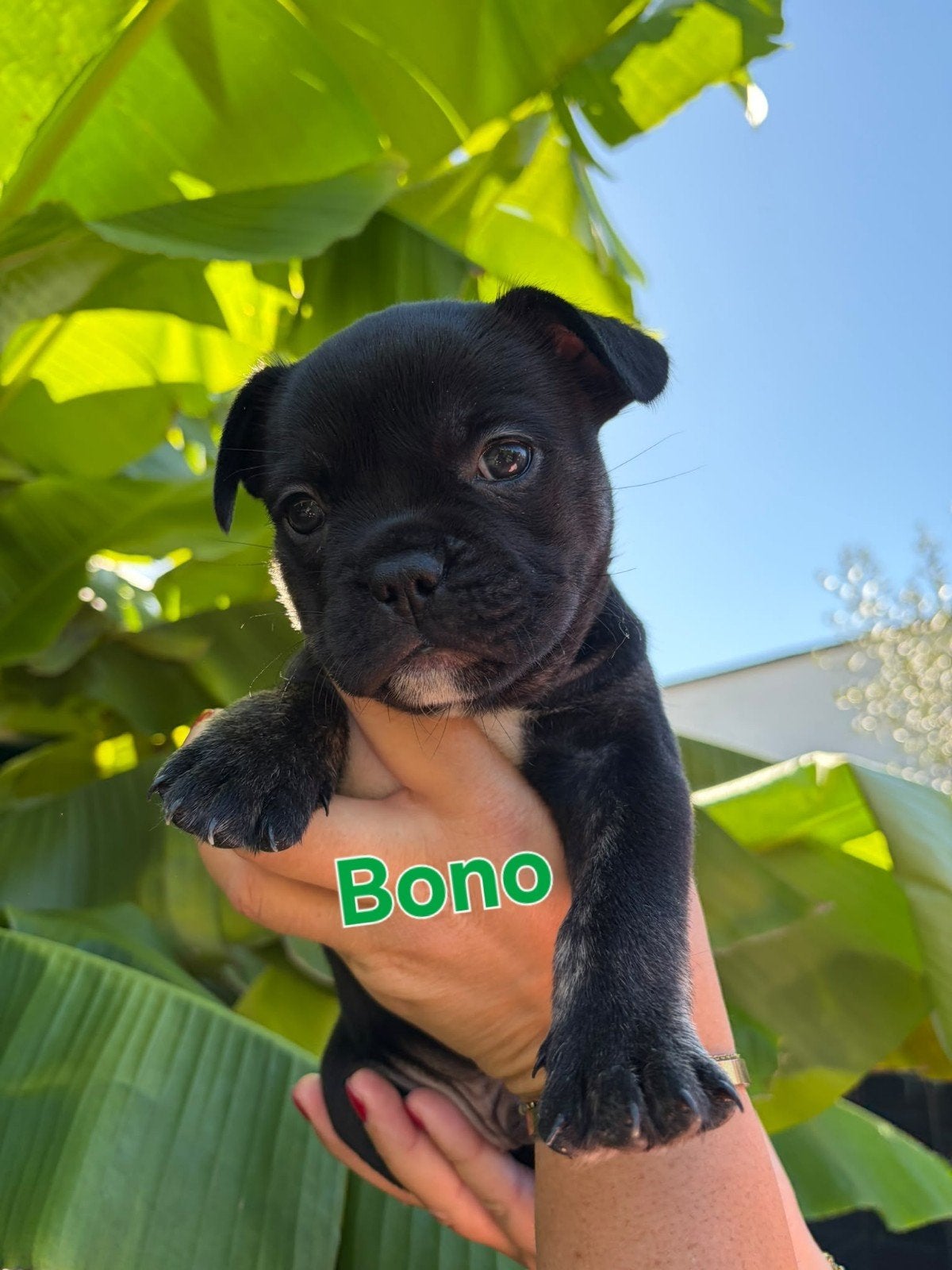 Moderne Franse Bulldog Pups (NIEUWE FOTO'S), 8 tot 15 weken, Bulldog, Meerdere, Meerdere dieren