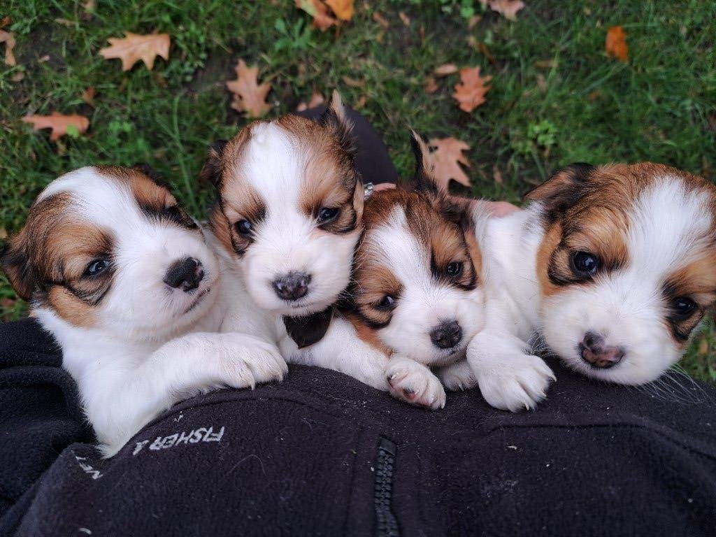 PRACHTIGE KOOIKER PUPS, Nederland, Overige rassen, CDV (hondenziekte), 8 tot 15 weken