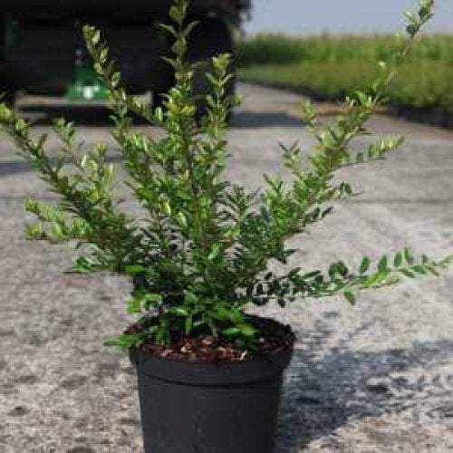 Struikkamperfoelie Lonicera nitida Elegant, Maigrün Mossgree, Ophalen, Eenjarig, Overige soorten, Volle zon